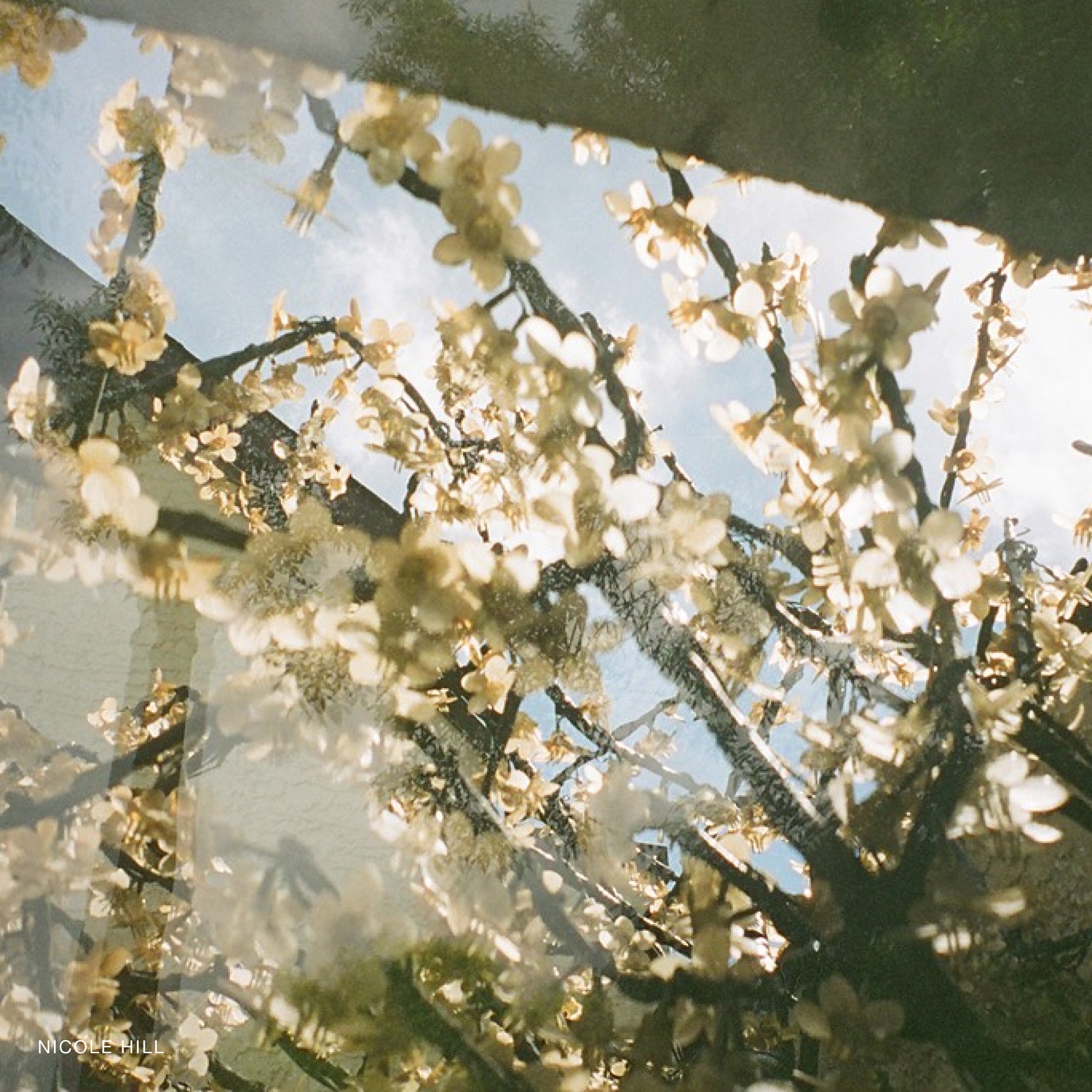 Fujifilm Nexia A200 フィルムカメラ | Analogue Shop
